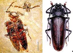 天牛哥最新爆料新闻网站,最新爆料新闻网站深度解析