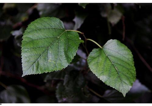 树叶最新爆料软件,揭秘软件界的神秘力量