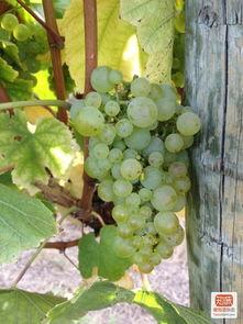 葡萄爆料视频大全最新,揭秘娱乐圈最新热点事件